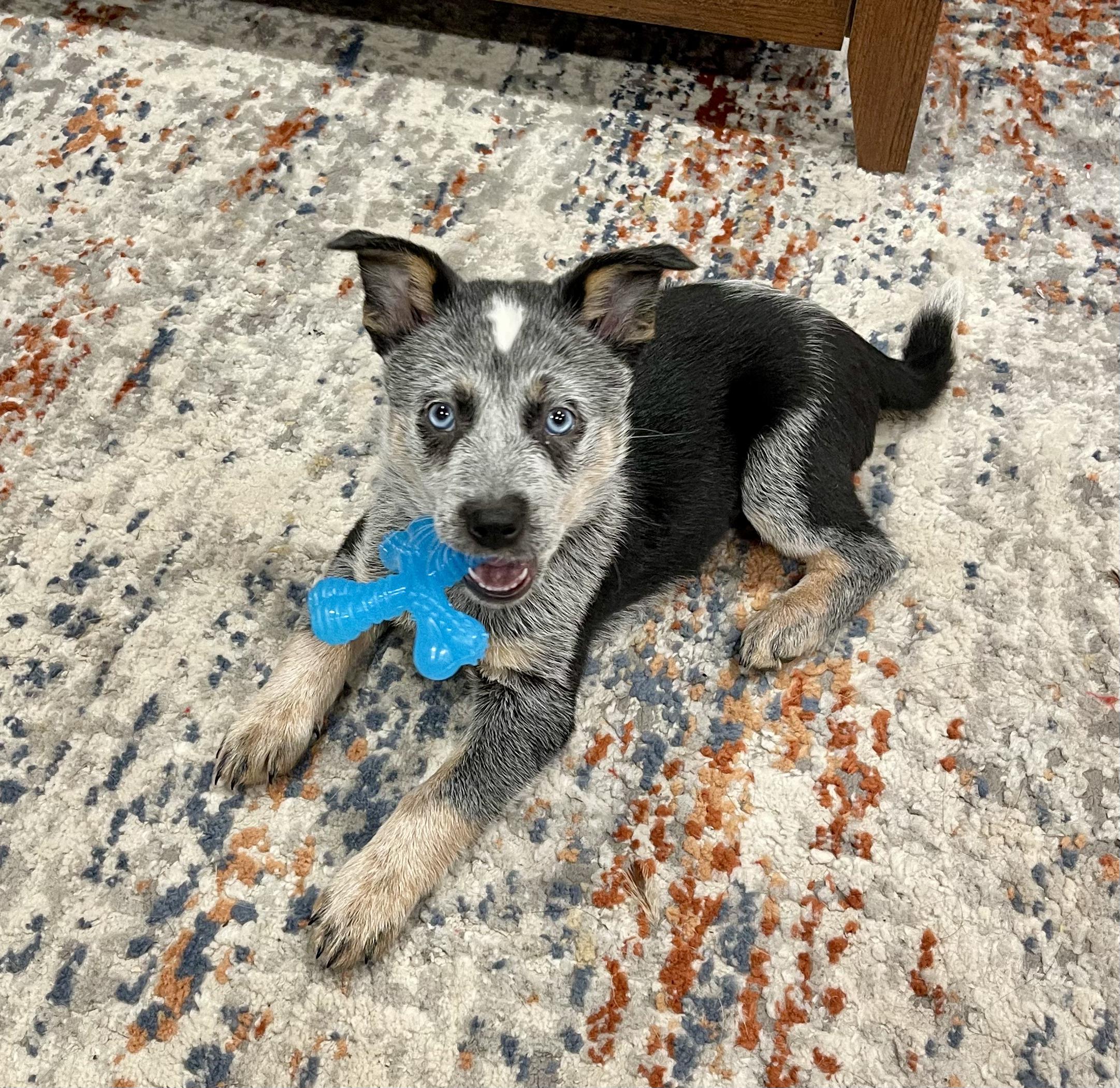 Enlarge Huckleberry, a Adopted mixed breed in Spokane, WA image 3/5