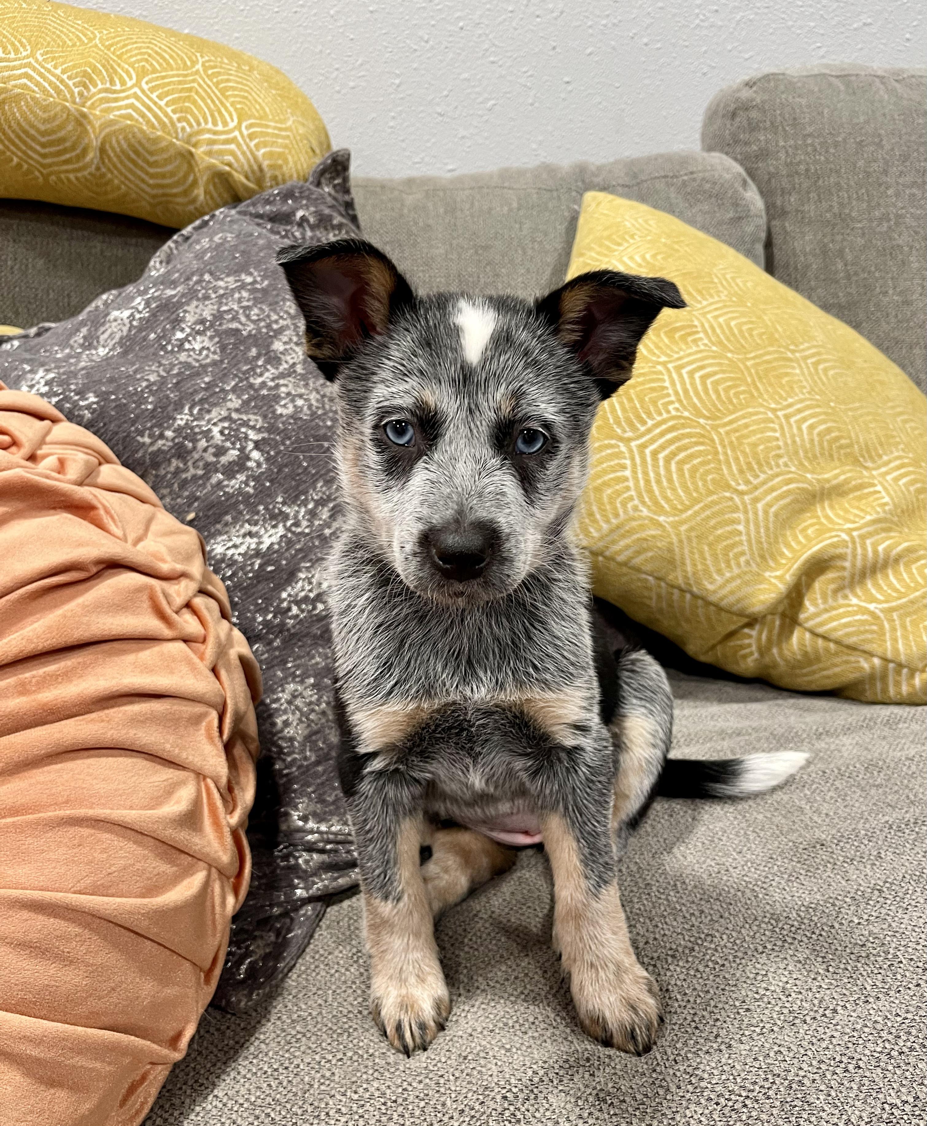 Enlarge Huckleberry, a Adopted mixed breed in Spokane, WA image 1/5