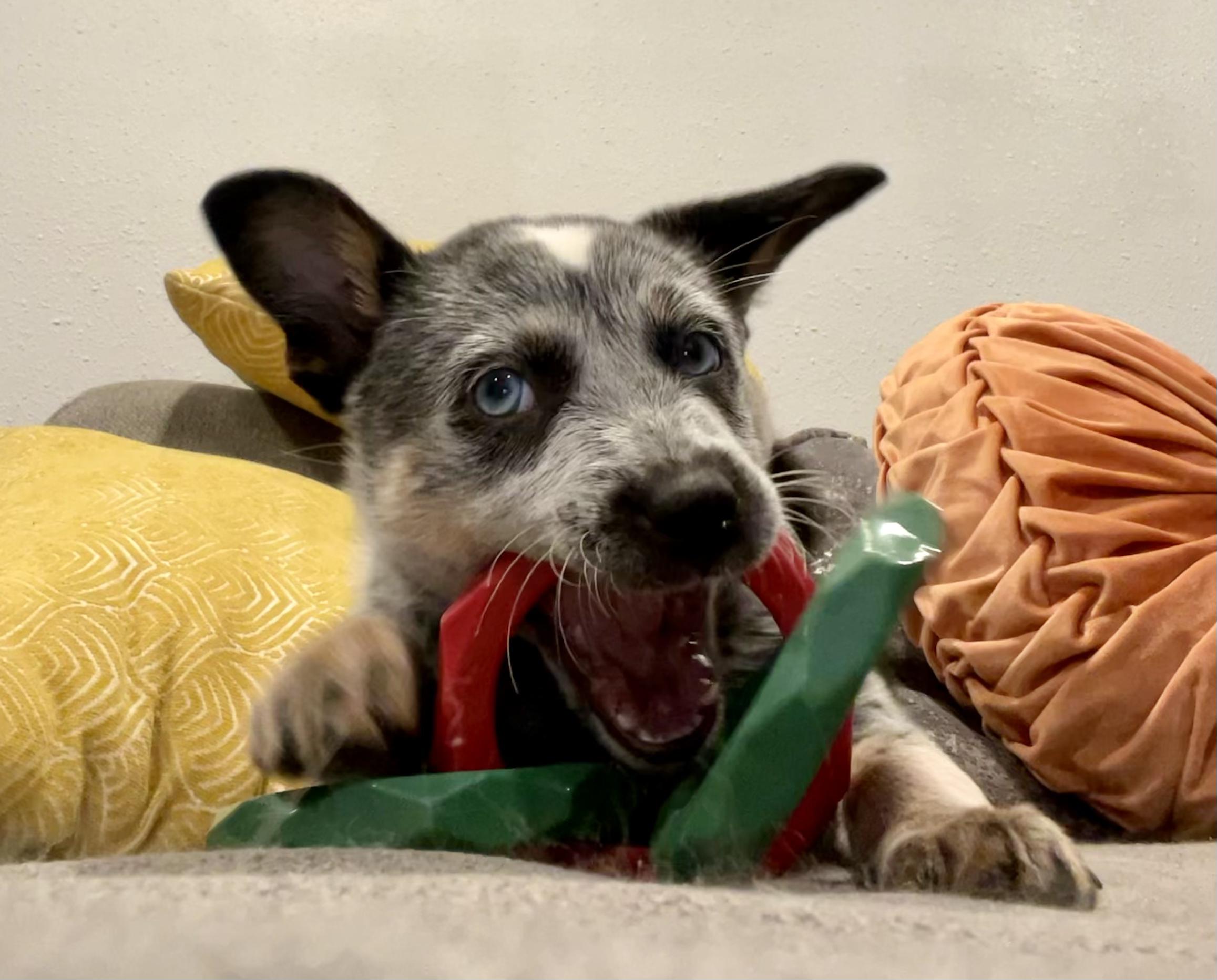 Enlarge Huckleberry, a Adopted mixed breed in Spokane, WA image 4/5