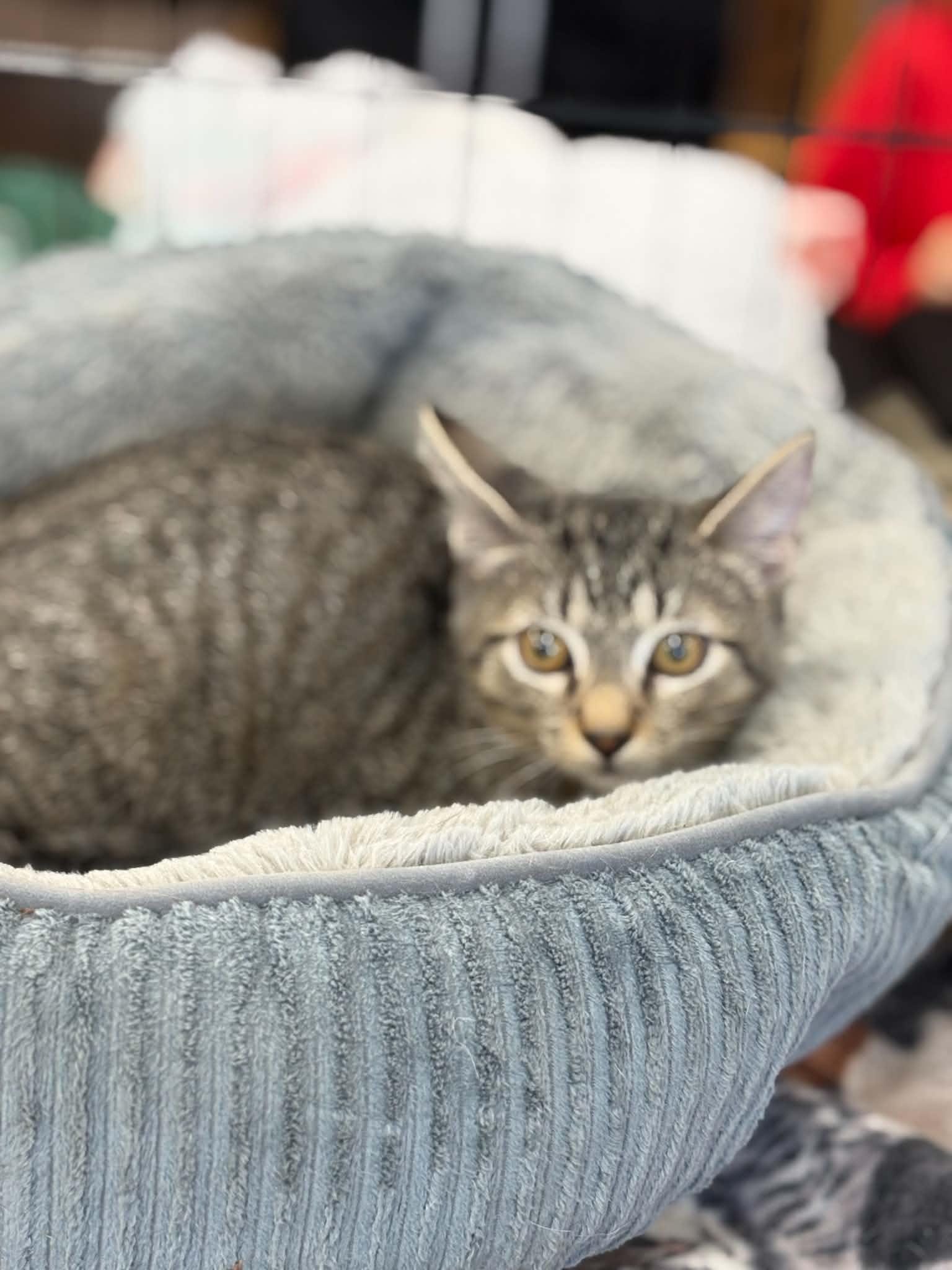Enlarge Thomas (Debbie-fostered in TN), a Adoptable mixed breed in Brooklyn, CT image 3/3