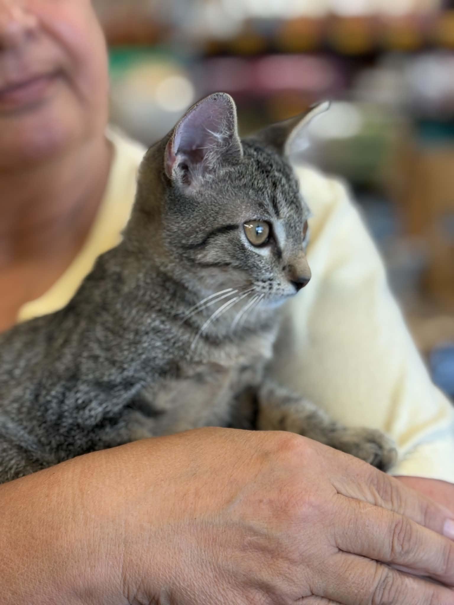 Enlarge Thomas (Debbie-fostered in TN), a Adoptable mixed breed in Brooklyn, CT image 2/3