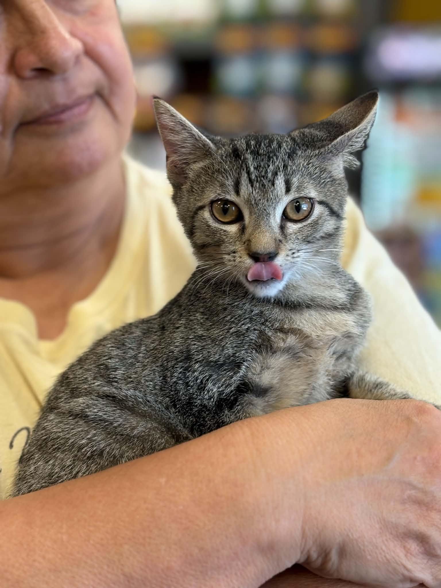 Enlarge Thomas (Debbie-fostered in TN), a Adoptable mixed breed in Brooklyn, CT image 1/3