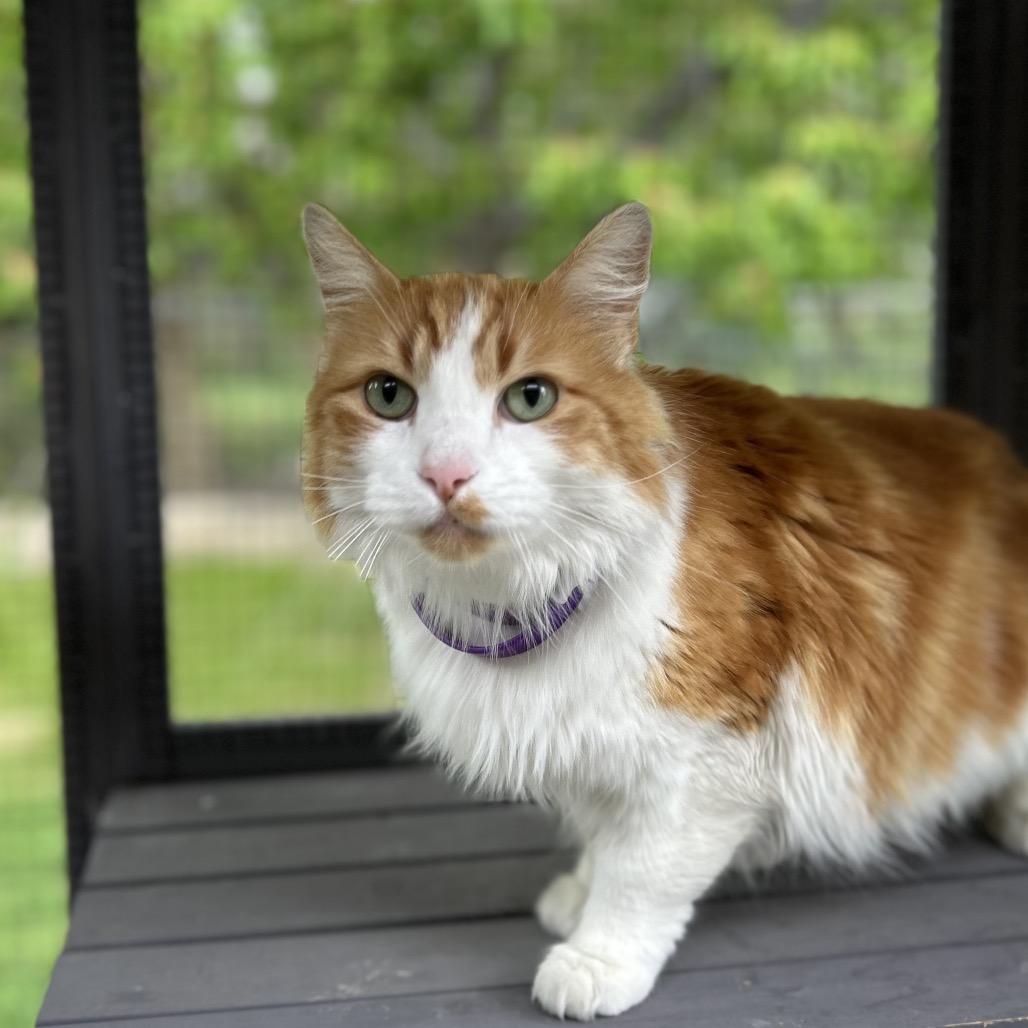 Enlarge Sully, a Adoptable Turkish Angora in Bountiful, UT image 1/1