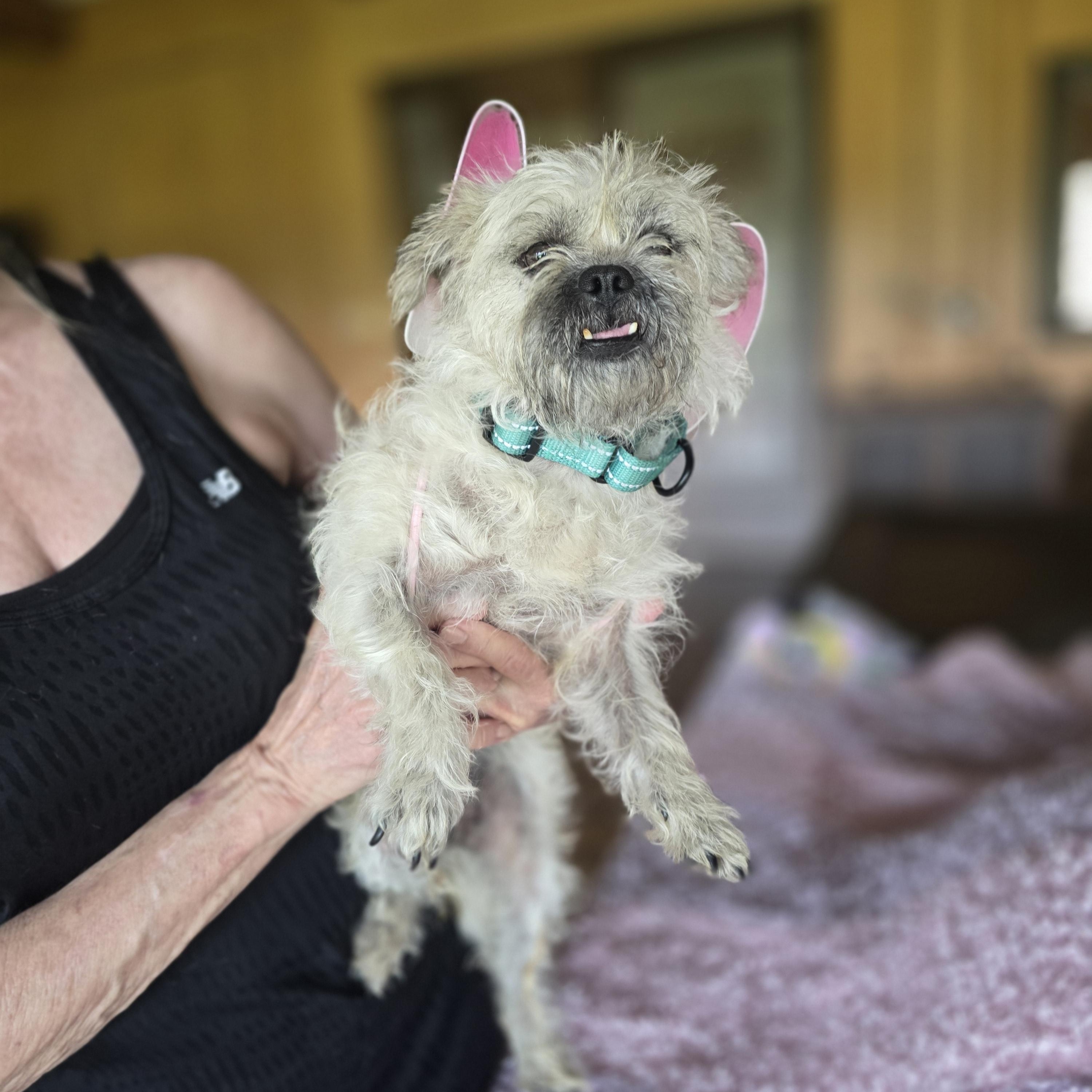 Dumpling, an adopted mixed breed in Pittsburgh, PA image 2/4