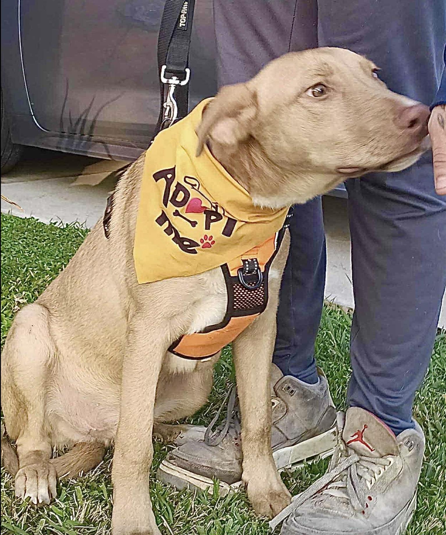 Goofy — thumbnail 2