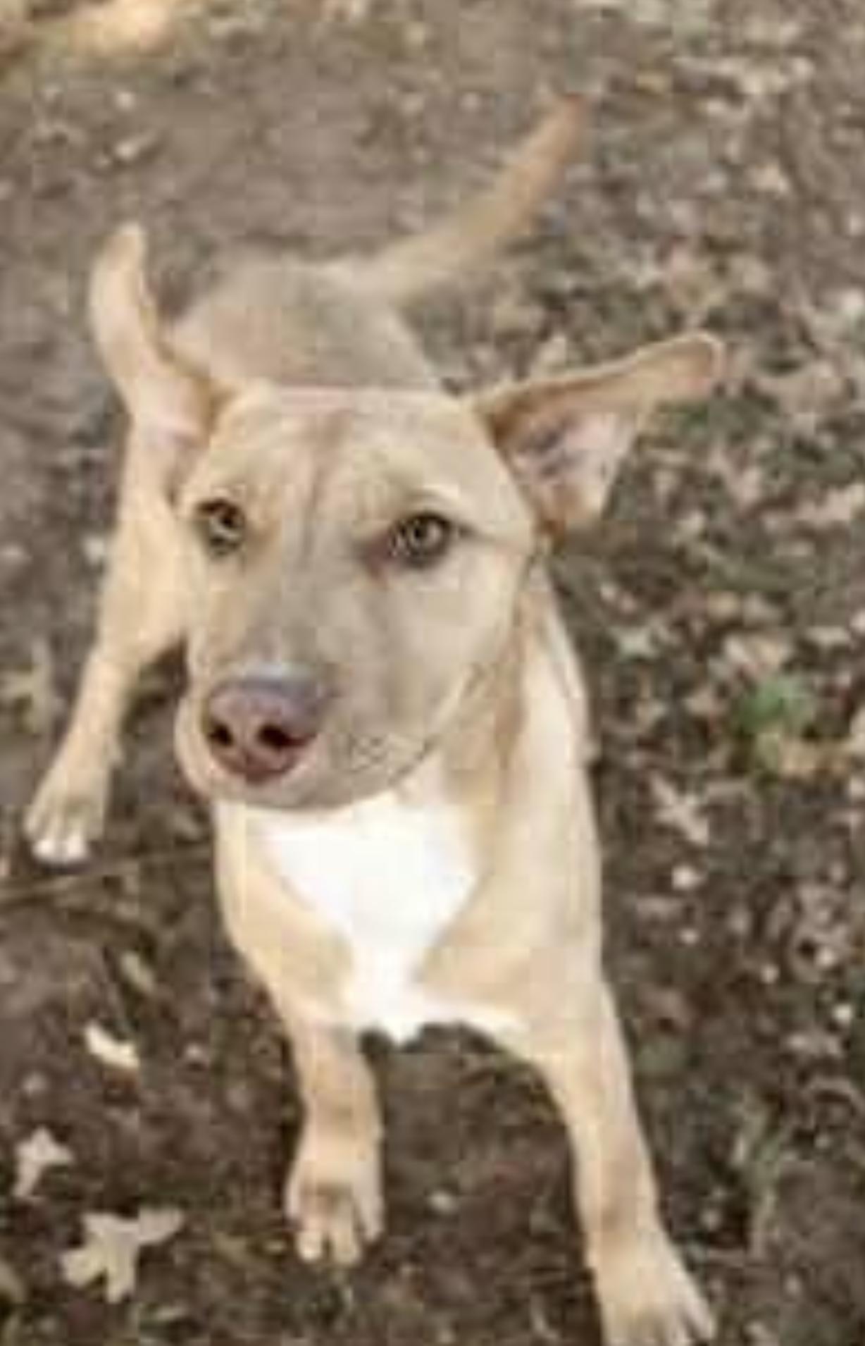 Goofy — thumbnail 3