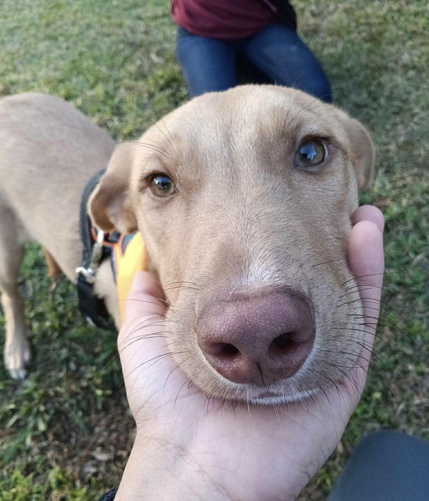 Goofy — thumbnail 4