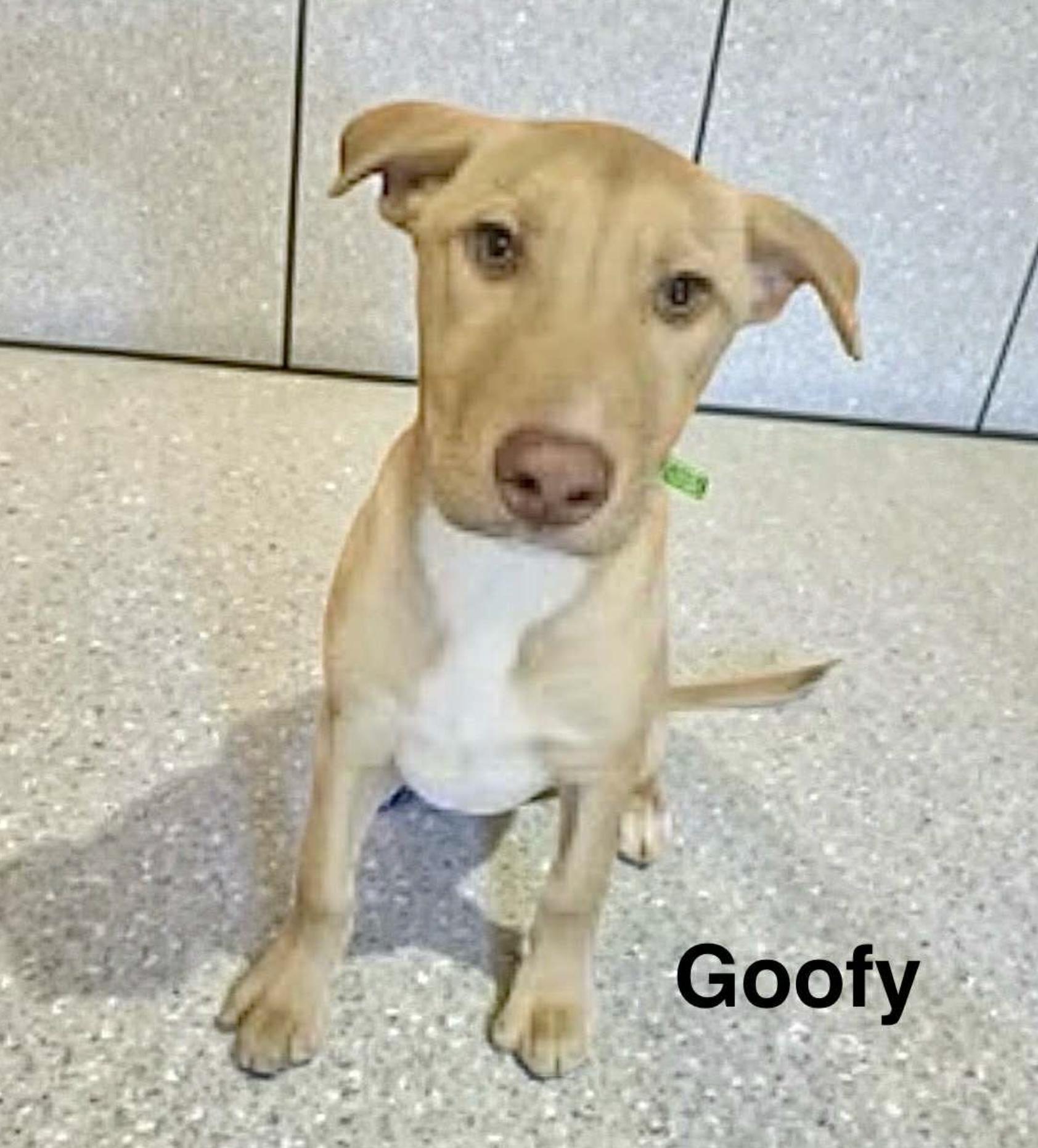 Goofy — thumbnail 5