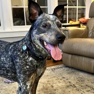 Manicotti, an adoptable Mixed Breed in Chicago, IL, 60614 | Photo Image 5