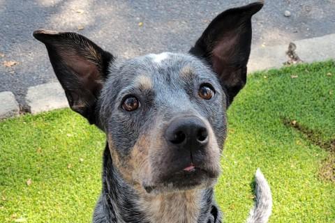 Manicotti, an adoptable Mixed Breed in Chicago, IL, 60614 | Photo Image 6