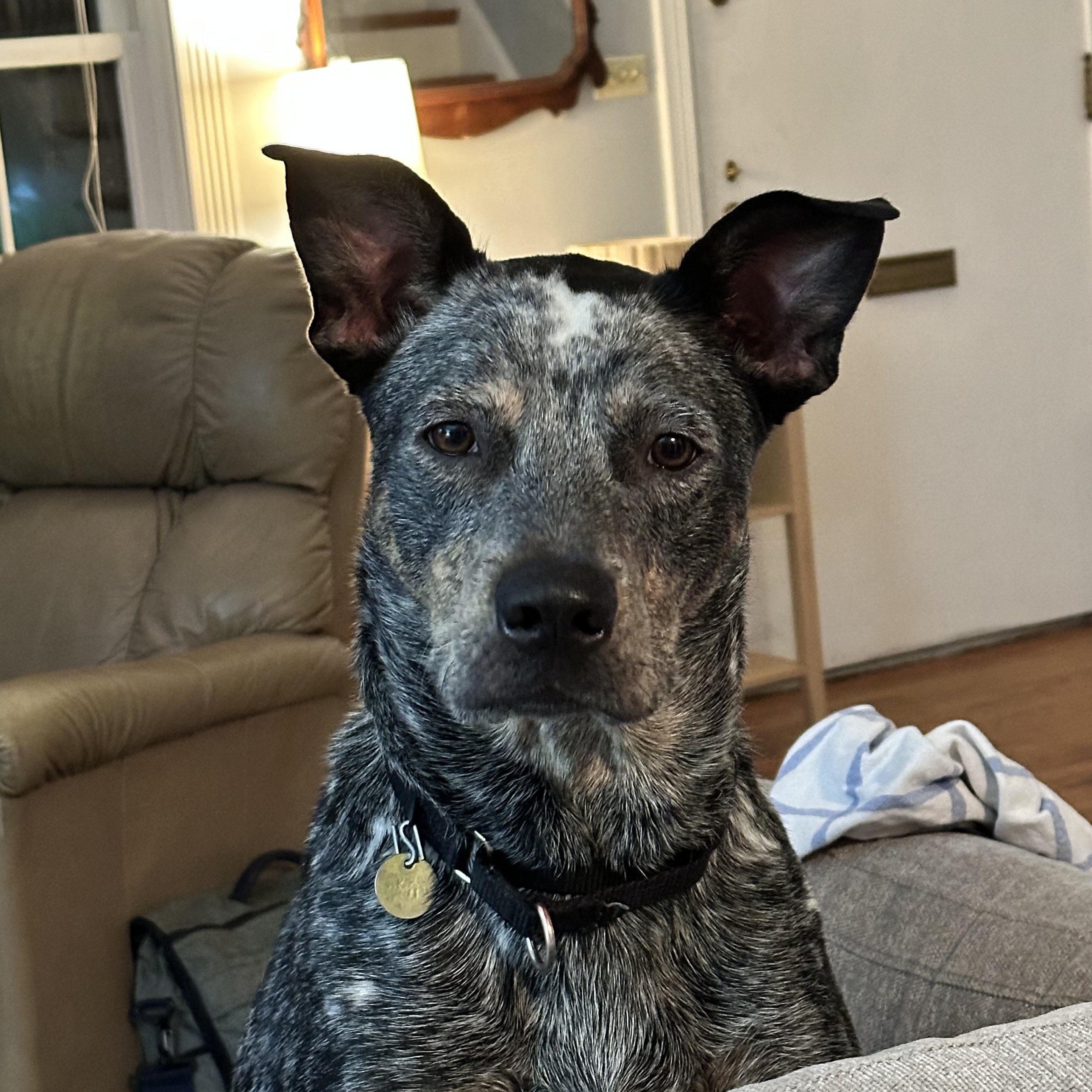 Manicotti, an adoptable Mixed Breed in Chicago, IL, 60614 | Photo Image 4