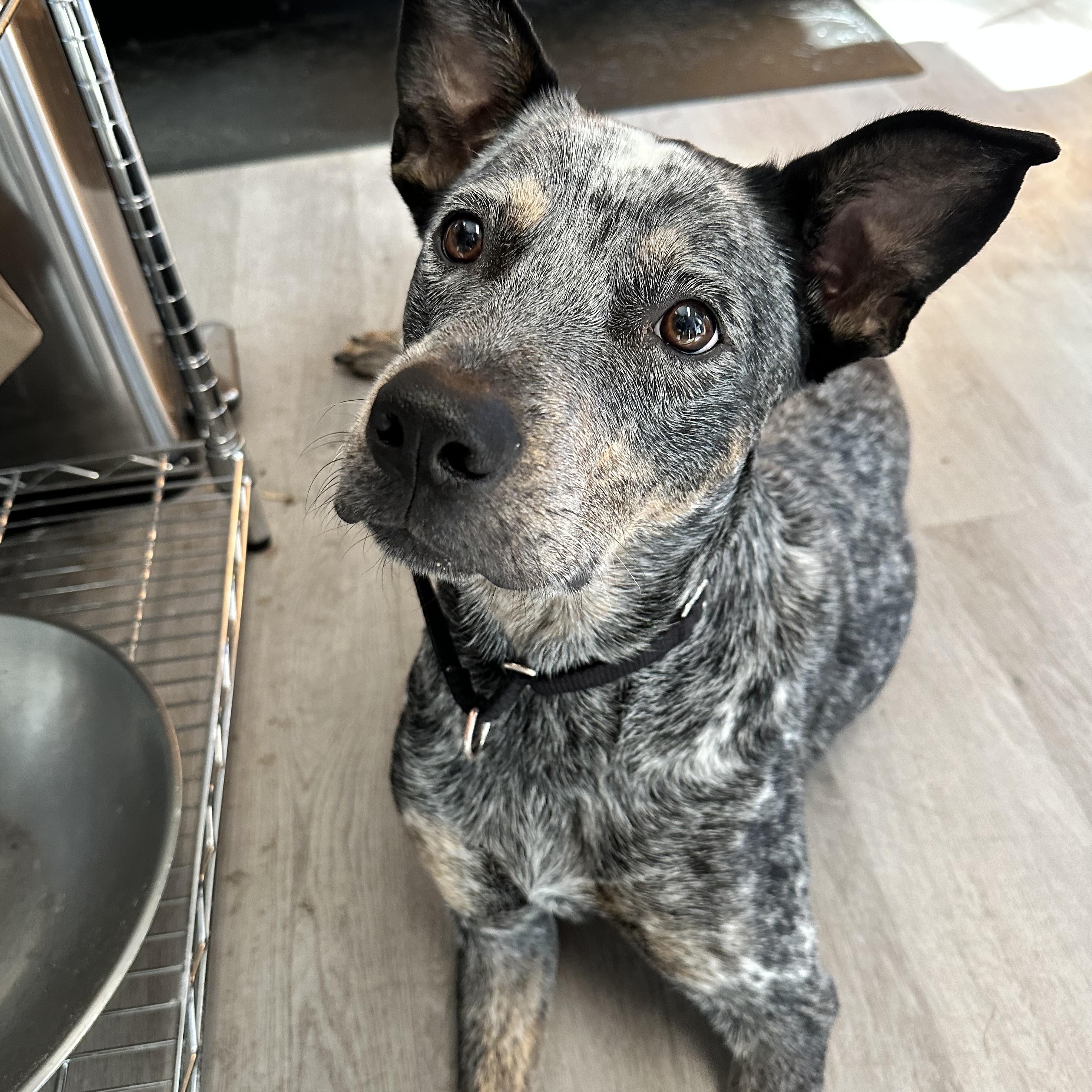 Manicotti, an adoptable Mixed Breed in Chicago, IL, 60614 | Photo Image 3
