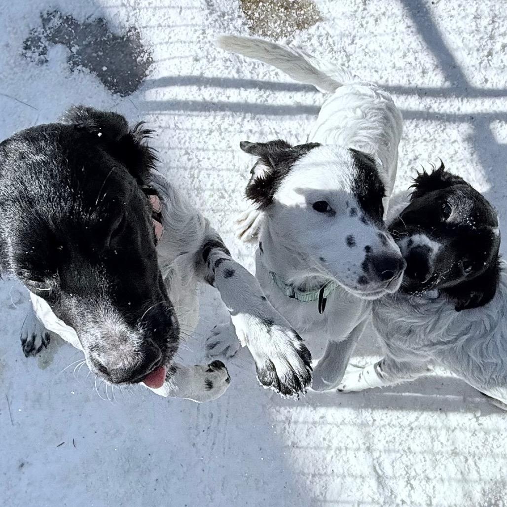 Phoebe, Adoptable, Puppy Female Mixed Breed.