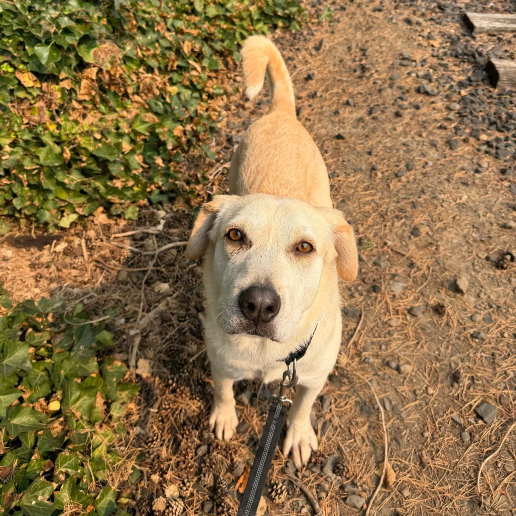 Tara, Adoptable, Adult Female Yellow Labrador Retriever.