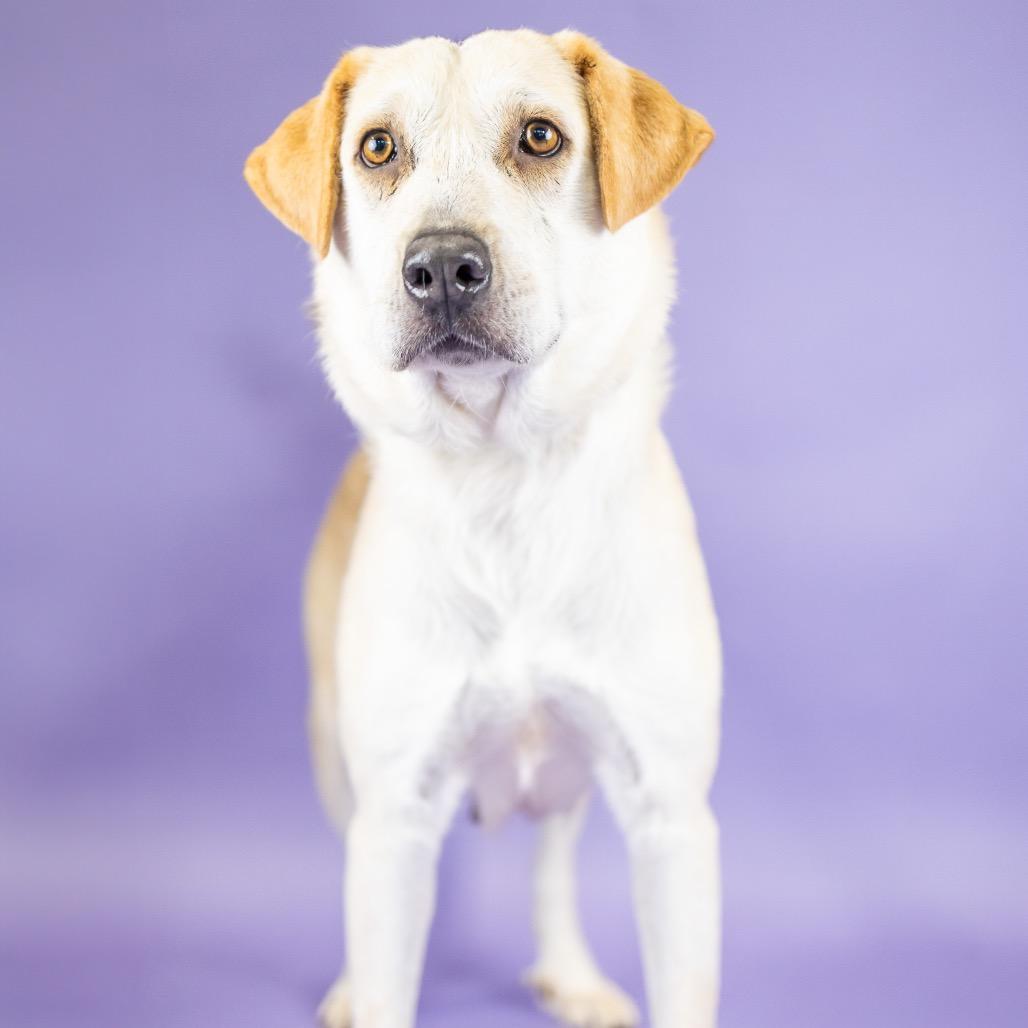 Tara, Adoptable, Adult Female Yellow Labrador Retriever.