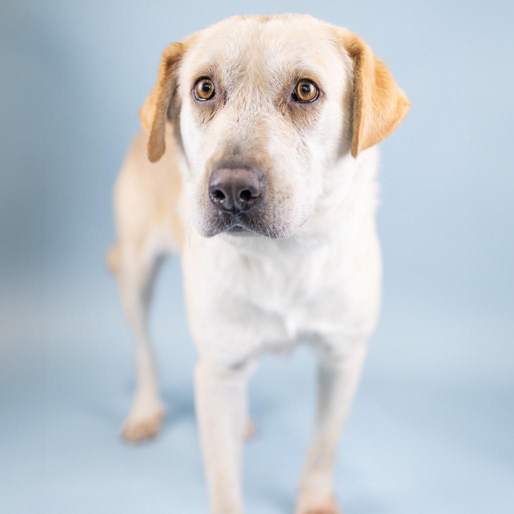 Tara, a Adoptable Yellow Labrador Retriever in Portland, OR image 2/2
