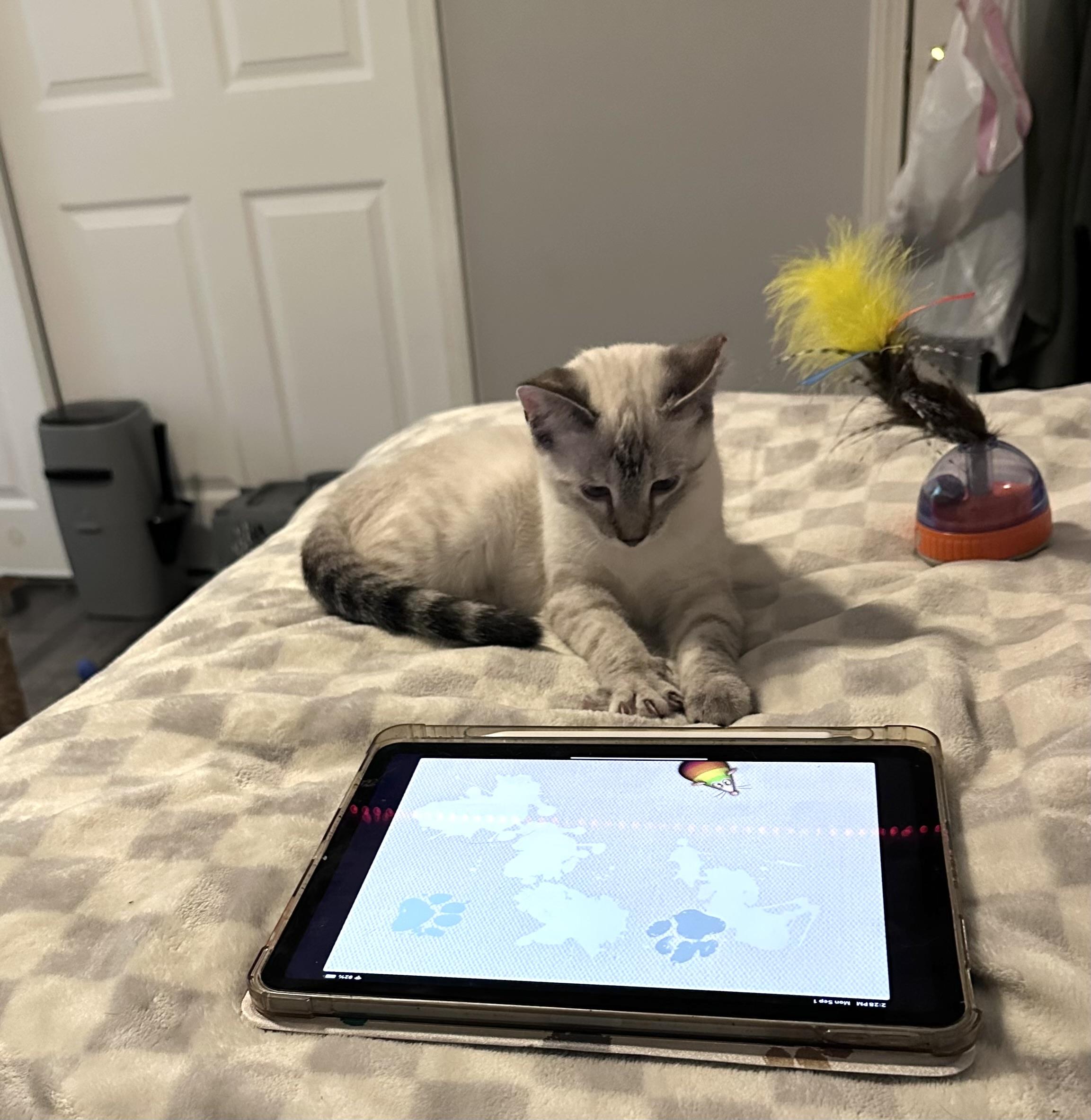 Enlarge Hikari, a Adopted mixed breed in Solon, OH image 3/6