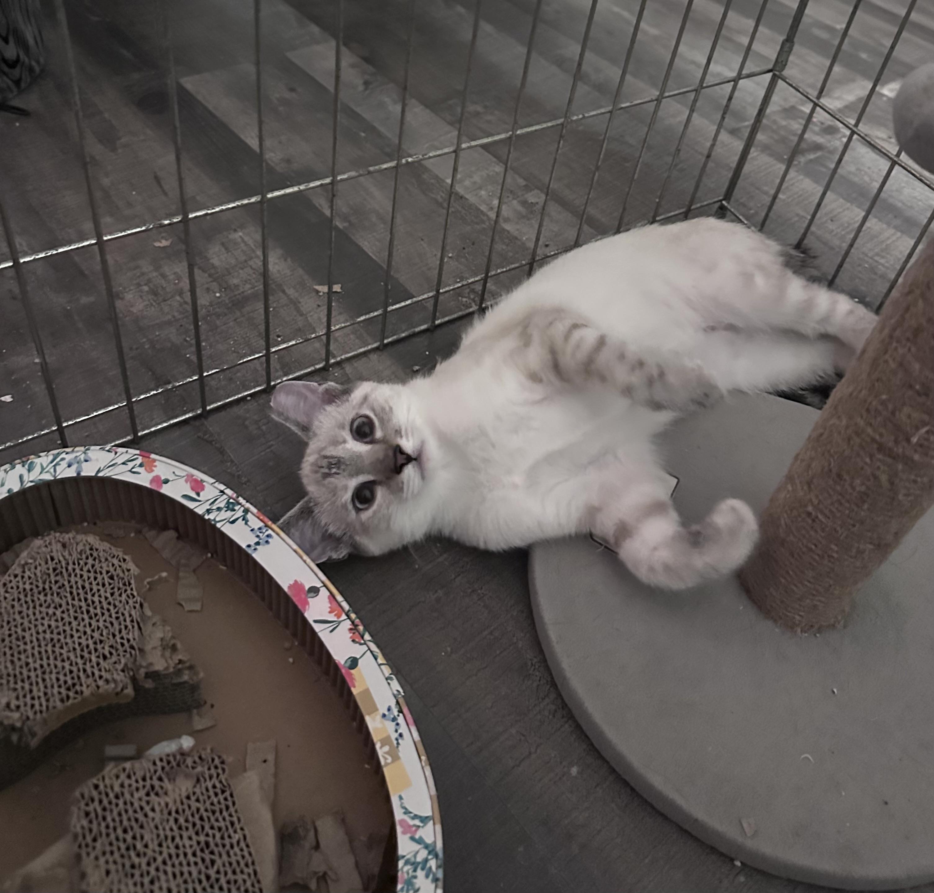 Enlarge Hikari, a Adopted mixed breed in Solon, OH image 5/6