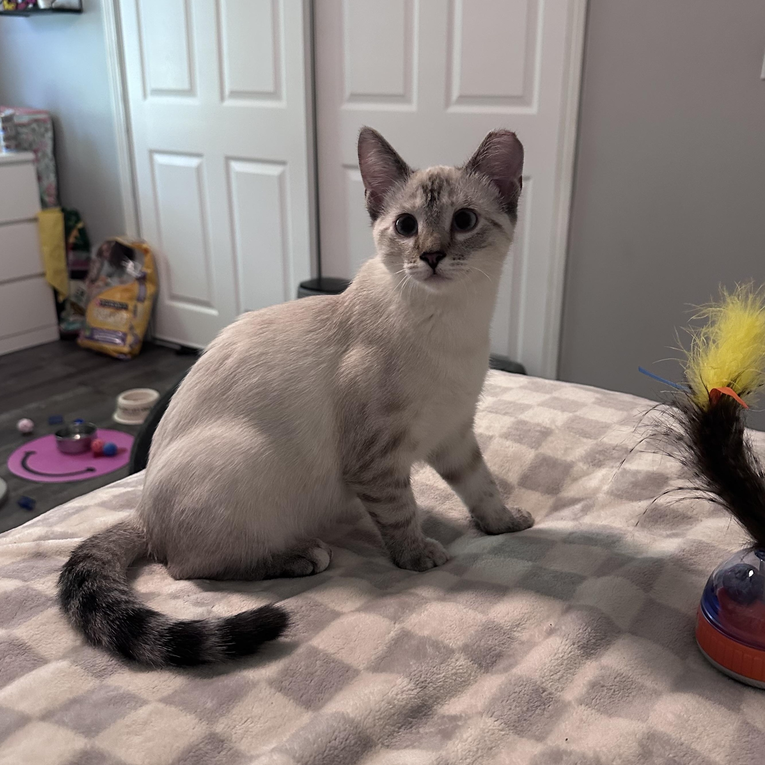 Hikari, Adopted, Kitten Female Domestic Short Hair & Siamese.