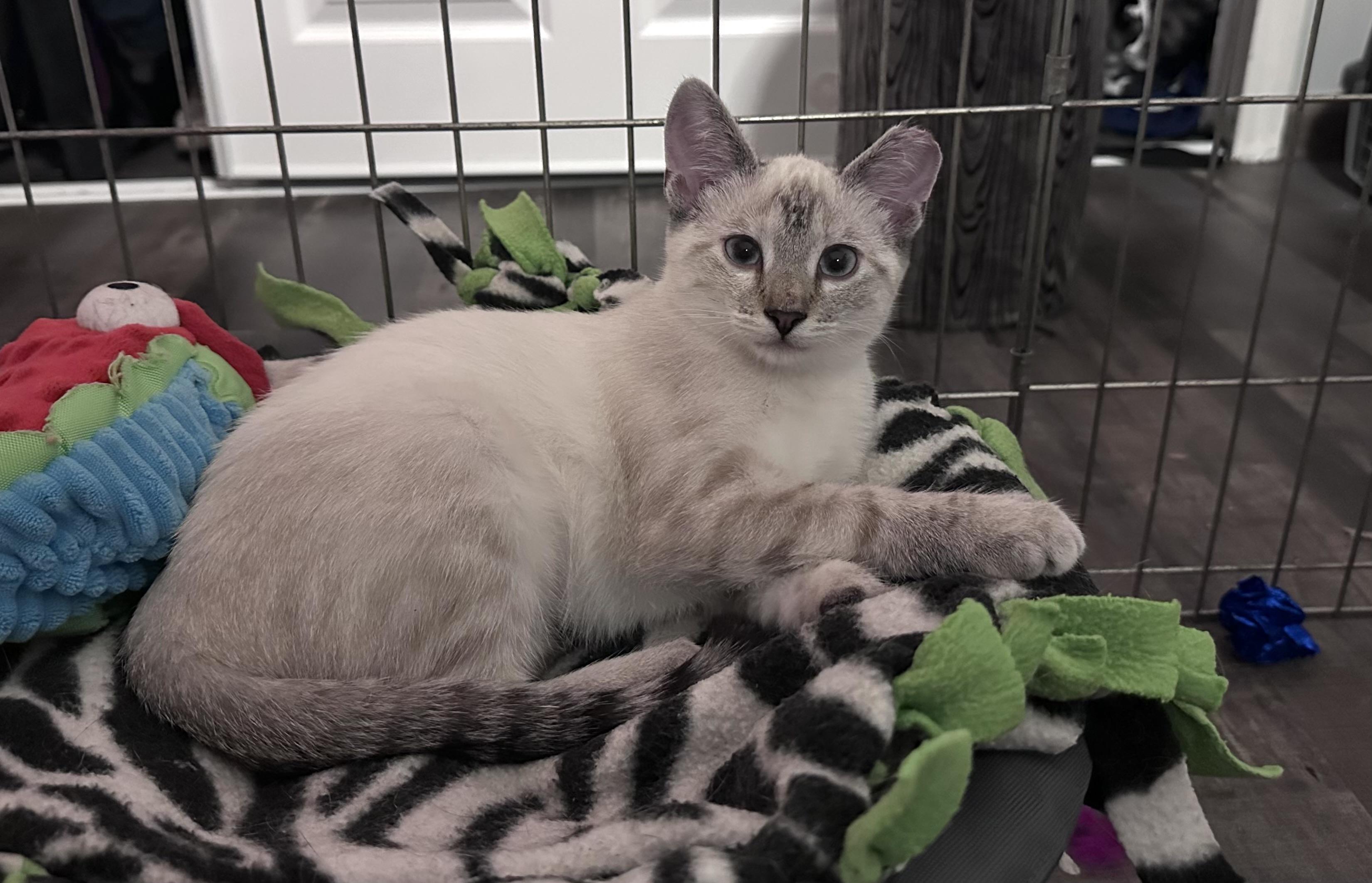 Enlarge Hikari, a Adopted mixed breed in Solon, OH image 4/6