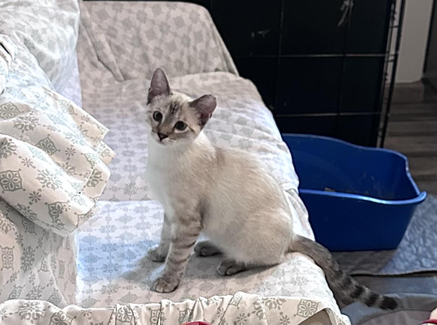 Enlarge Hikari, a Adopted mixed breed in Solon, OH image 2/6