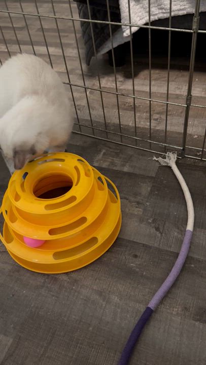 Enlarge Hikari, a Adopted mixed breed in Solon, OH video 6/6