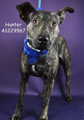HUNTER, Adoptable, Adult Male Pit Bull Terrier.