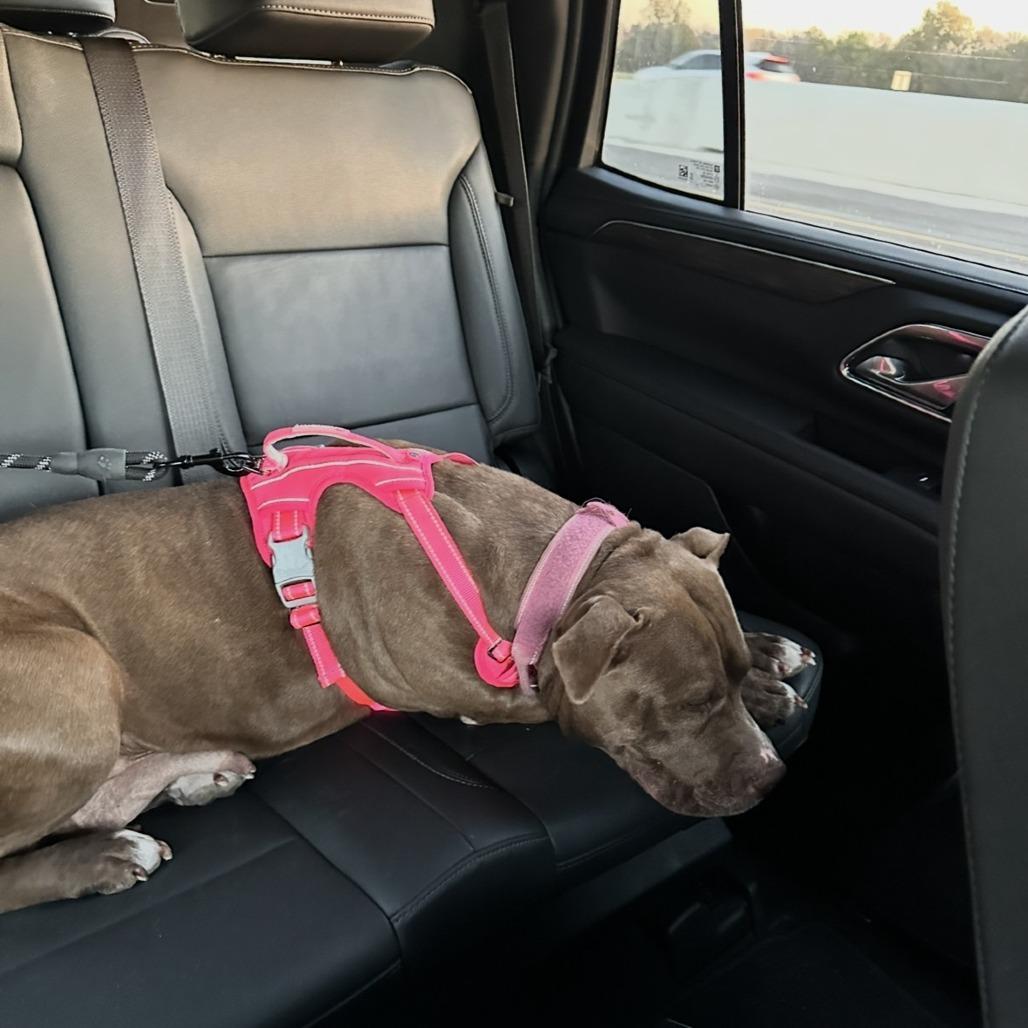 Enlarge Harley, a Adoptable Pit Bull Terrier in Dallas, TX image 1/4