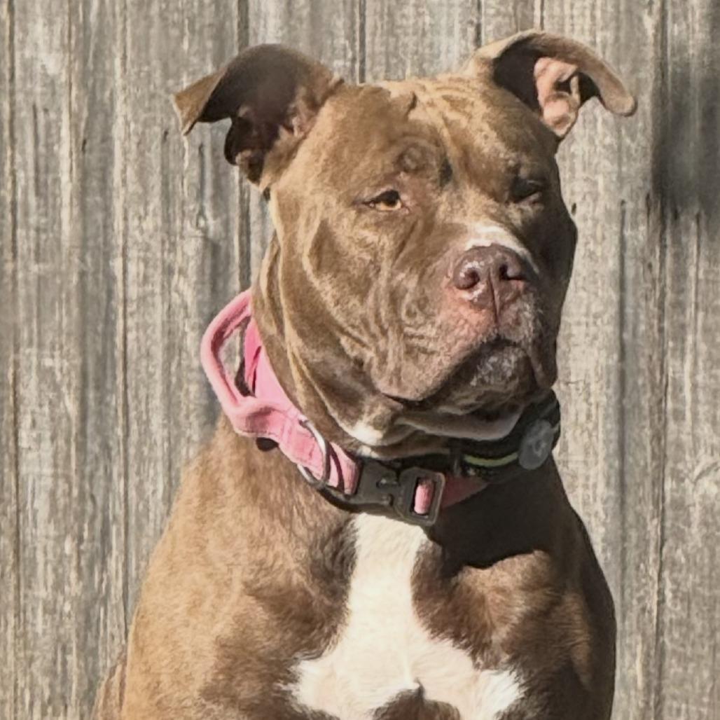 Enlarge Harley, a Adoptable Pit Bull Terrier in Dallas, TX image 2/4