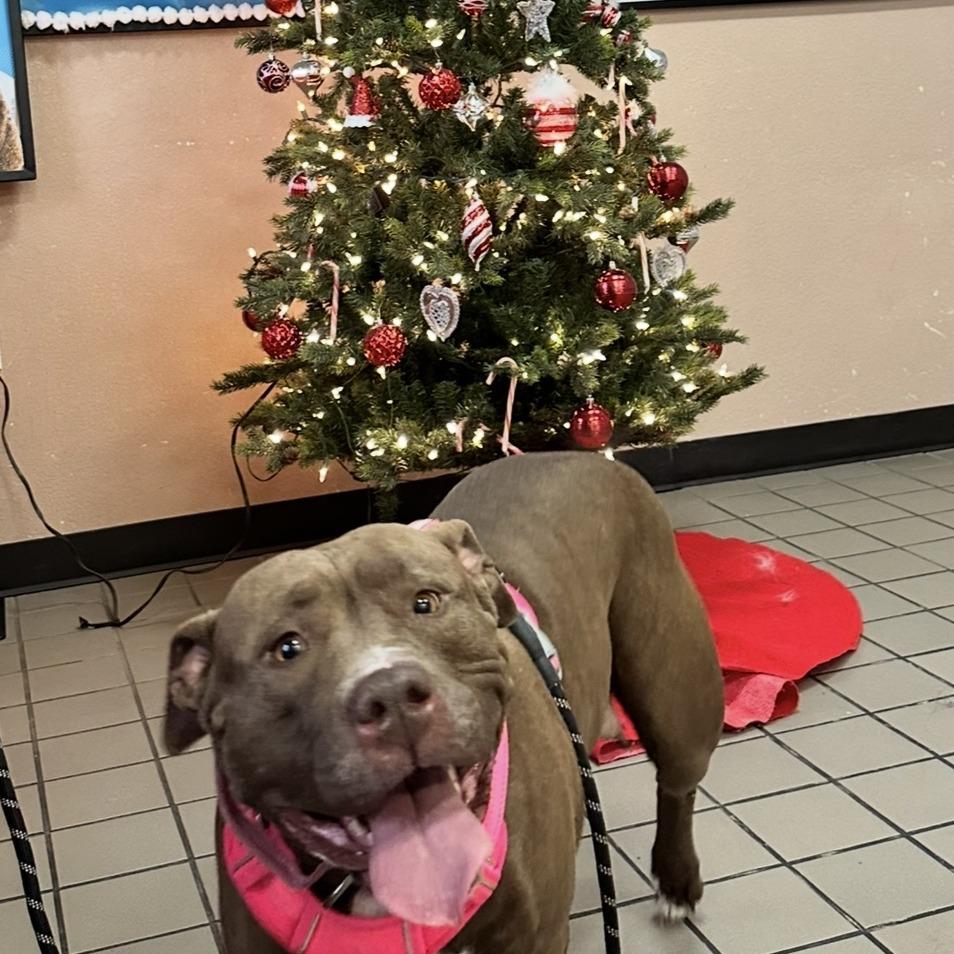 Enlarge Harley, a Adoptable Pit Bull Terrier in Dallas, TX image 3/4