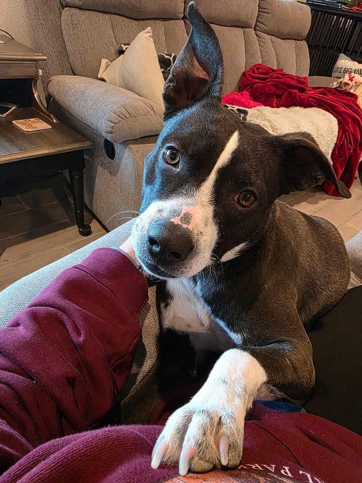 Enlarge LB, a ADOPTABLE mixed breed in Tucson, AZ image 1/1