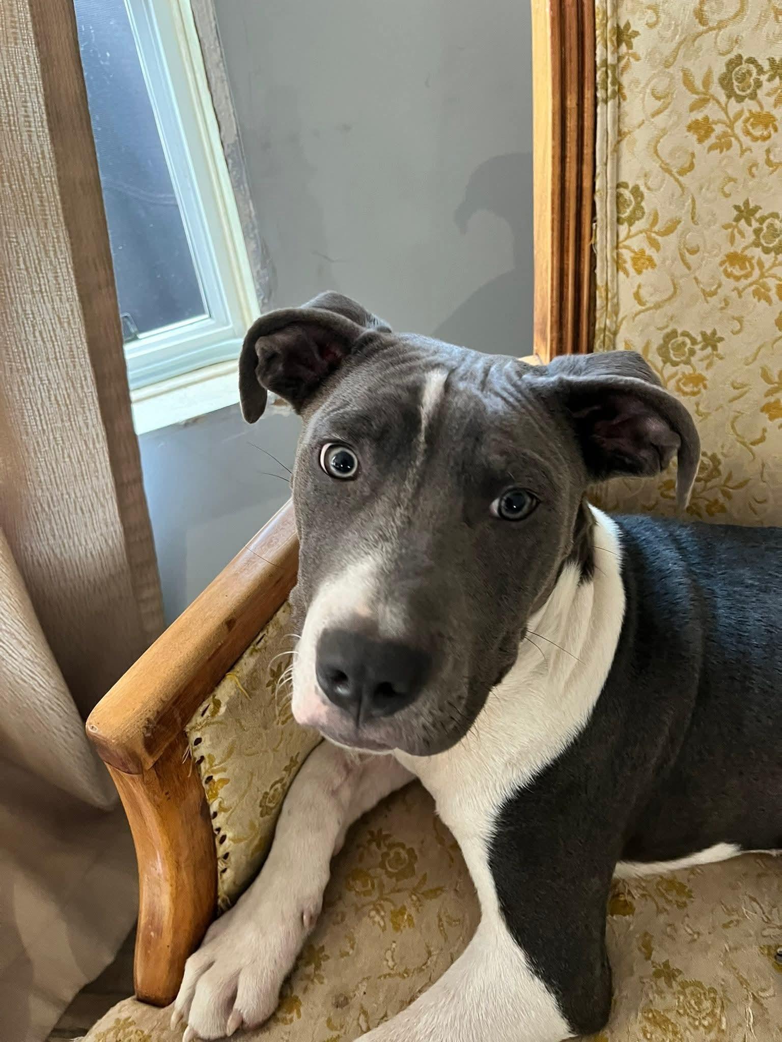 Conner, ADOPTABLE, Young Male American Staffordshire Terrier.
