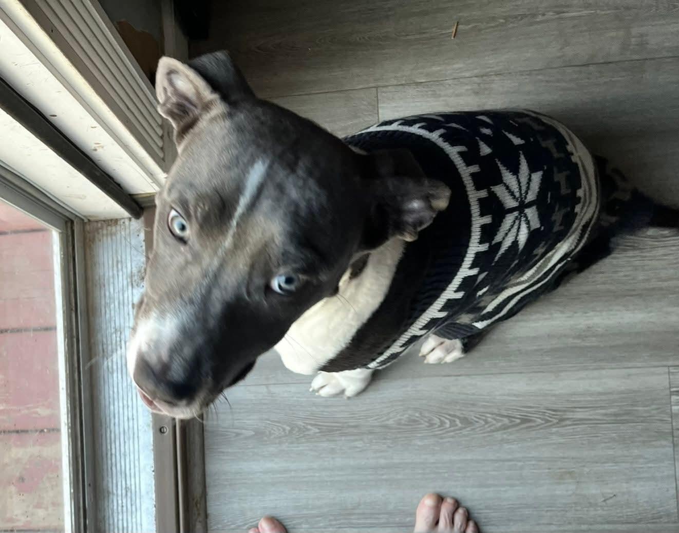 Enlarge Conner, a ADOPTABLE mixed breed in East Peoria, IL image 2/4