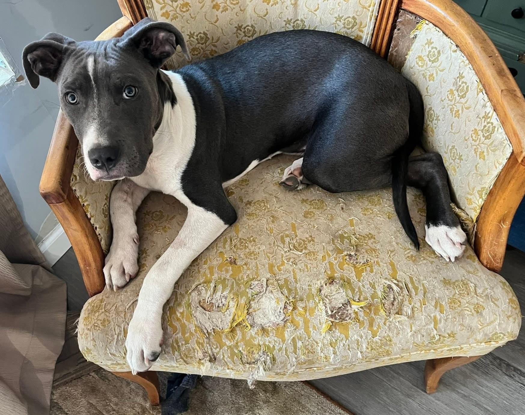 Enlarge Conner, a ADOPTABLE mixed breed in East Peoria, IL image 3/4