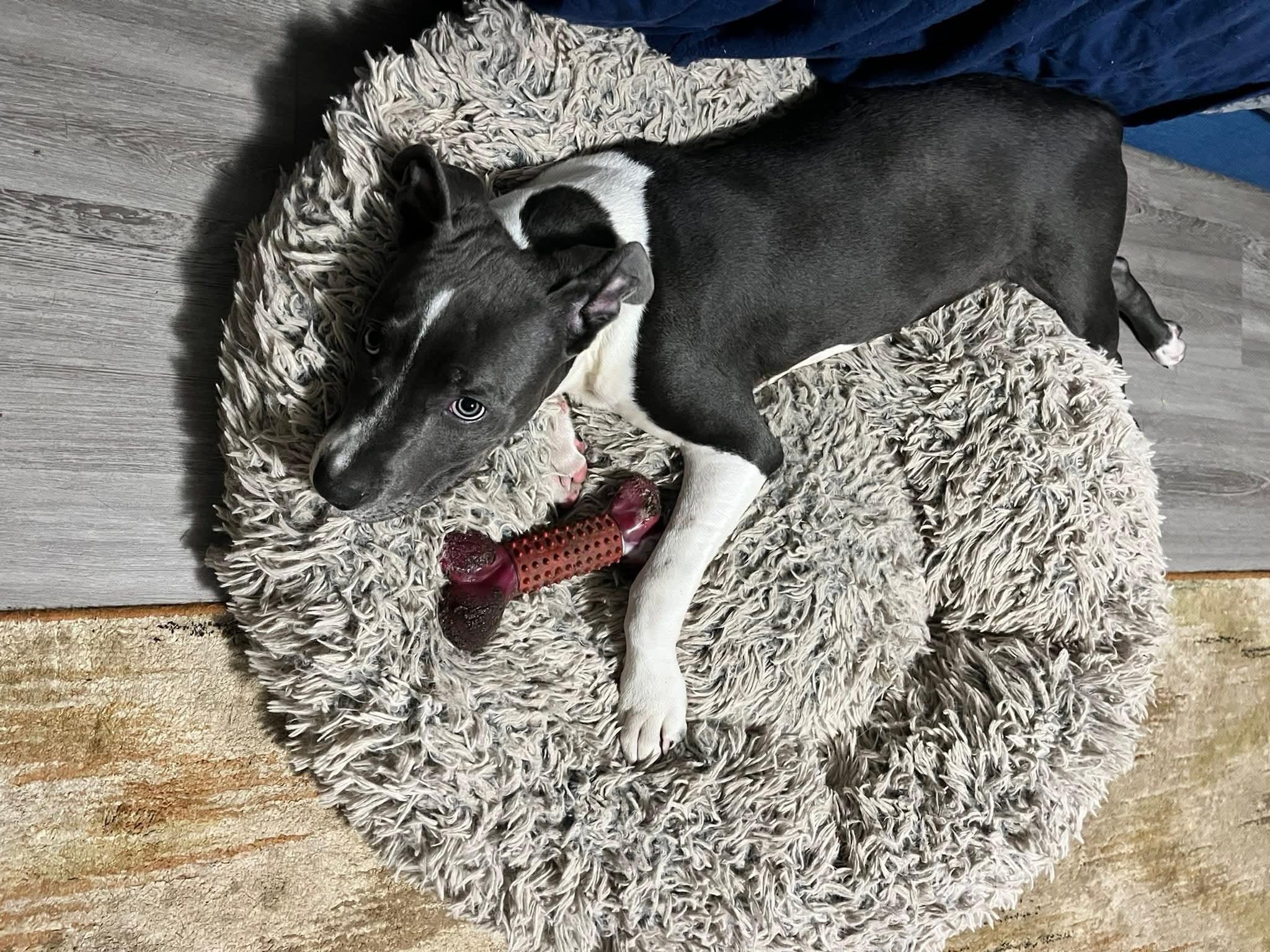 Enlarge Conner, a ADOPTABLE mixed breed in East Peoria, IL image 4/4