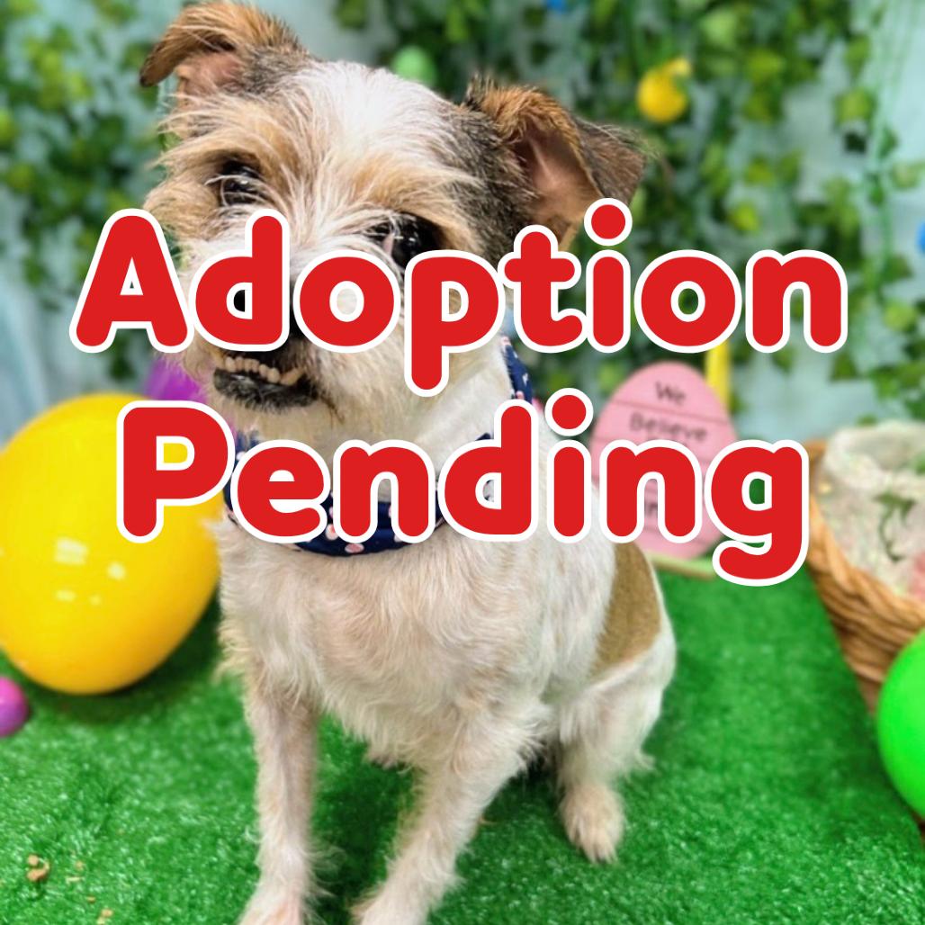 Enlarge Edamame AKA Eddie 26-012, a Adoptable mixed breed in Little Rock, AR image 1/1