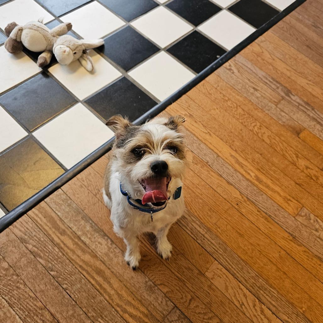 Edamame AKA Eddie 26-012, Adoptable, Senior Male Terrier & Mixed Breed.