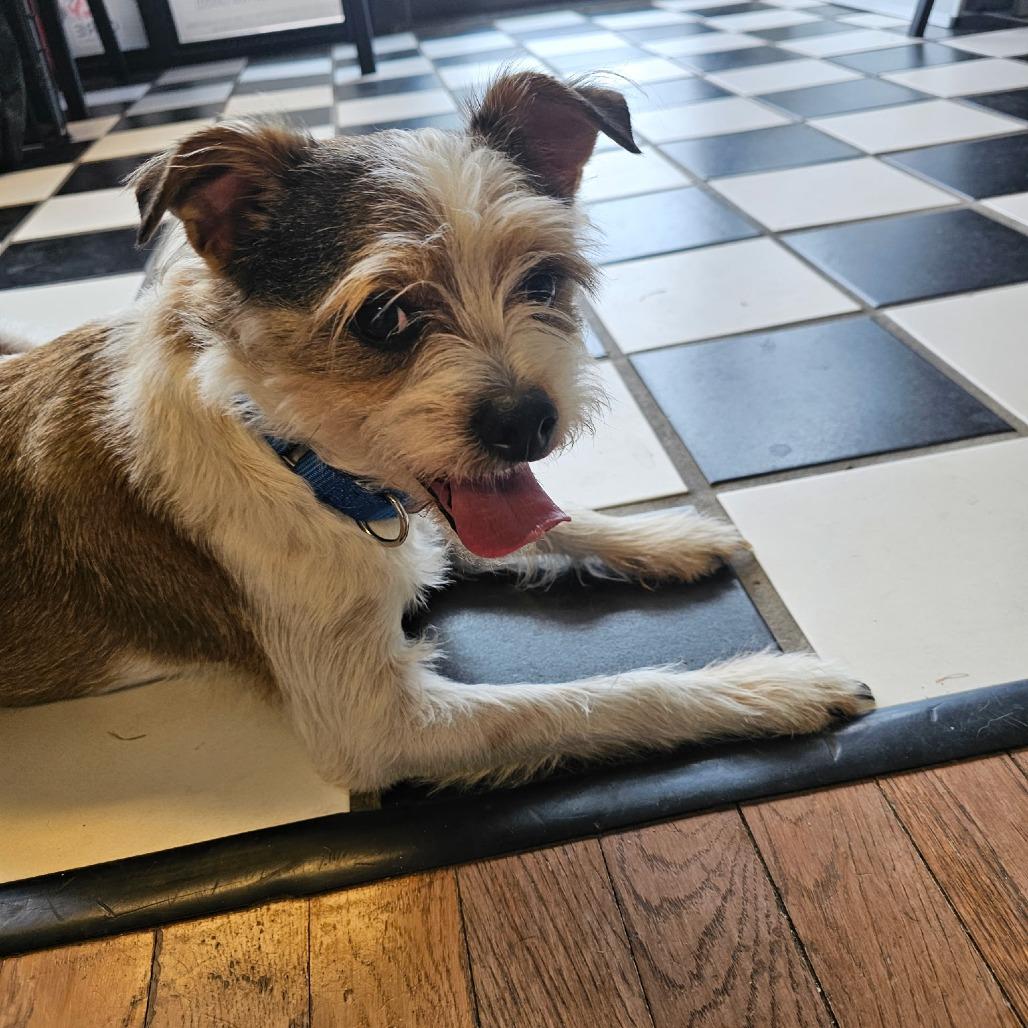 Enlarge Edamame AKA Eddie 26-012, a Adoptable mixed breed in Little Rock, AR image 2/5