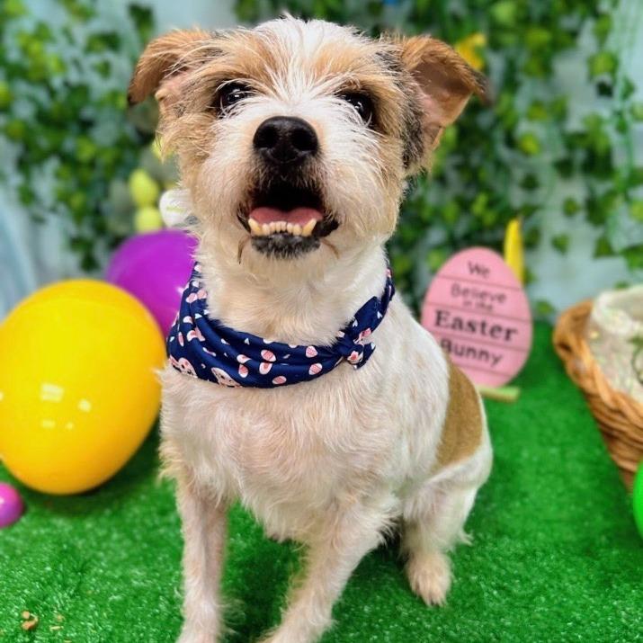 Enlarge Edamame AKA Eddie 26-012, a Adoptable mixed breed in Little Rock, AR image 3/5