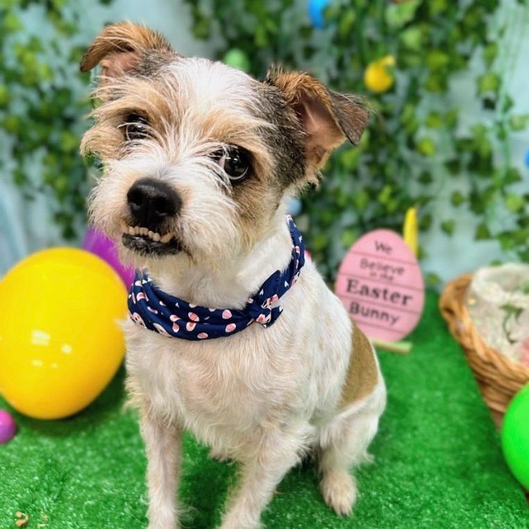 Enlarge Edamame AKA Eddie 26-012, a Adoptable mixed breed in Little Rock, AR image 4/5