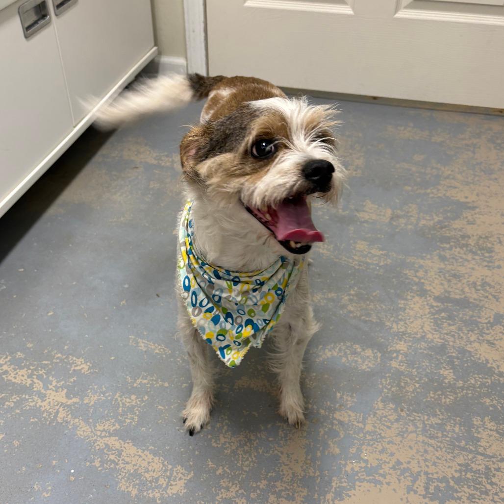 Enlarge Edamame AKA Eddie 26-012, a Adoptable mixed breed in Little Rock, AR image 5/5