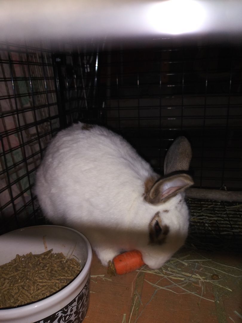 Mopsy