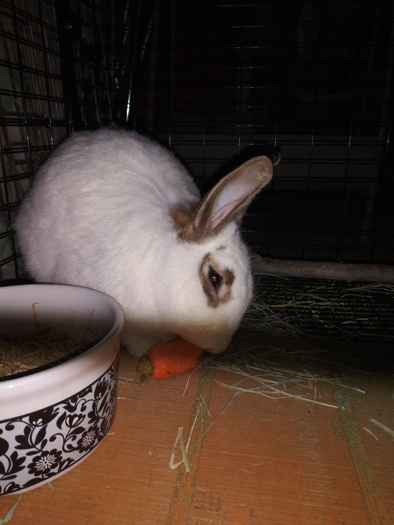 Mopsy