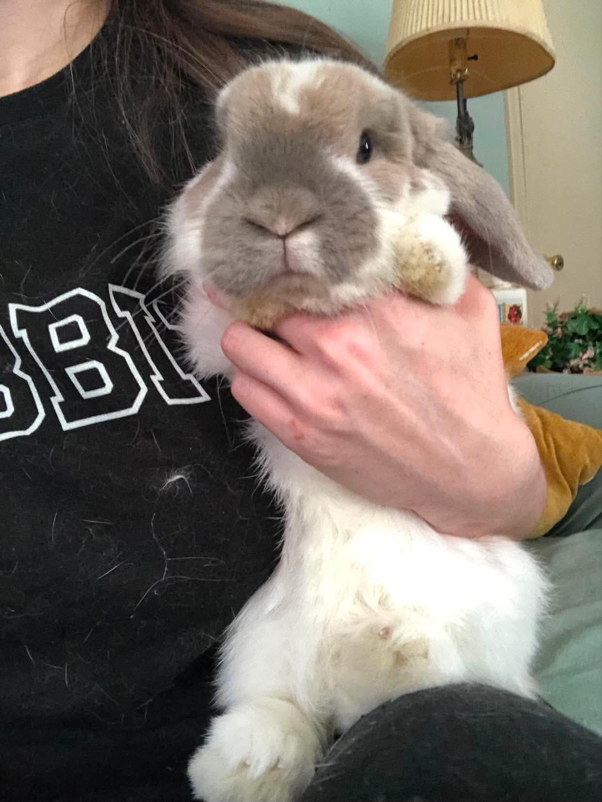 Arlo (bonded to Linus), an adopted Holland Lop in Portland, ME image 2/3