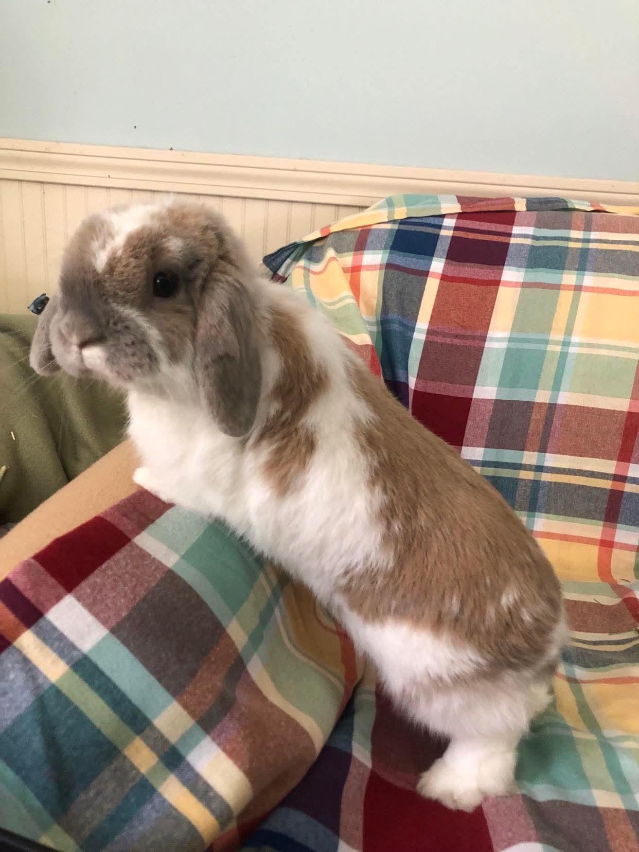 Arlo (bonded to Linus), an adopted Holland Lop in Portland, ME image 3/3