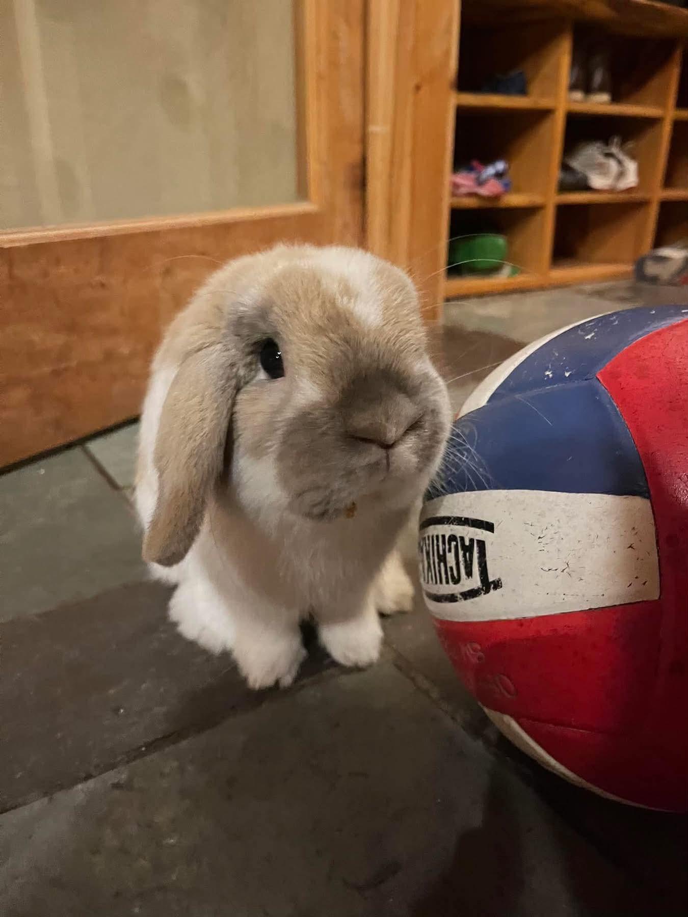 Arlo (bonded to Linus), an adopted Holland Lop in Portland, ME image 1/3