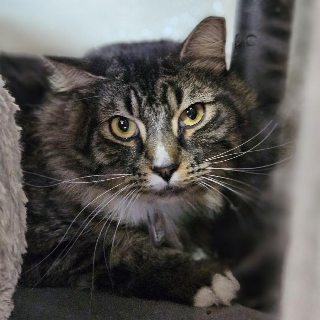 Enlarge Jinkies, a Adoptable Domestic Long Hair in Lakewood, CO image 1/5