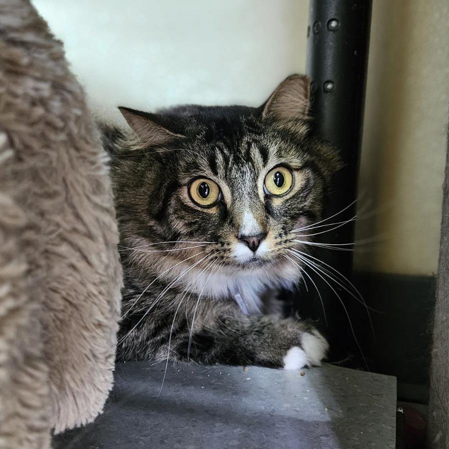 Enlarge Jinkies, a Adoptable Domestic Long Hair in Lakewood, CO image 2/5