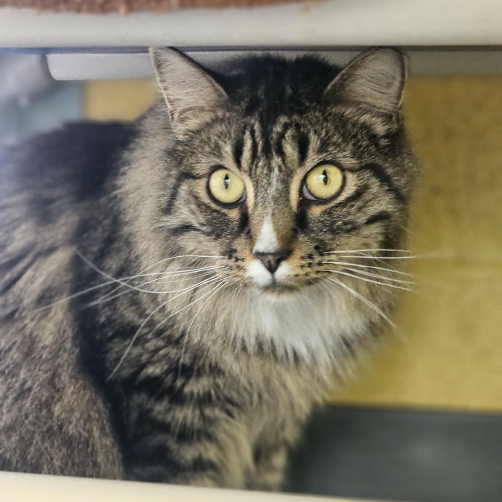 Jinkies, a Adoptable Domestic Long Hair in Lakewood, CO image 3/6