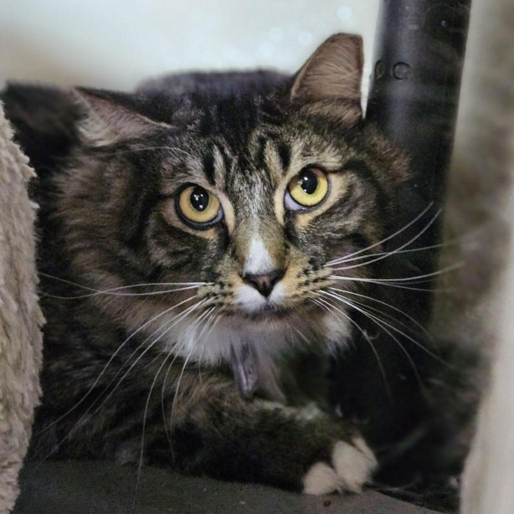 Enlarge Jinkies, a Adoptable Domestic Long Hair in Lakewood, CO image 3/5